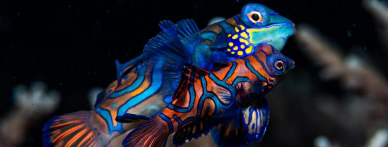 mandarin fish bohol