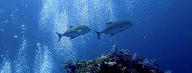 Two fish swimming among the air bubbles