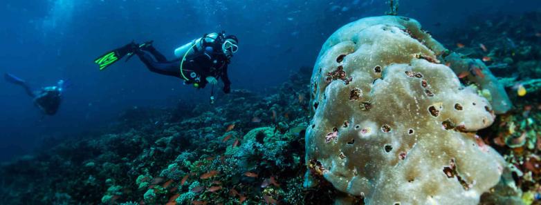 A diver swims behind a coral