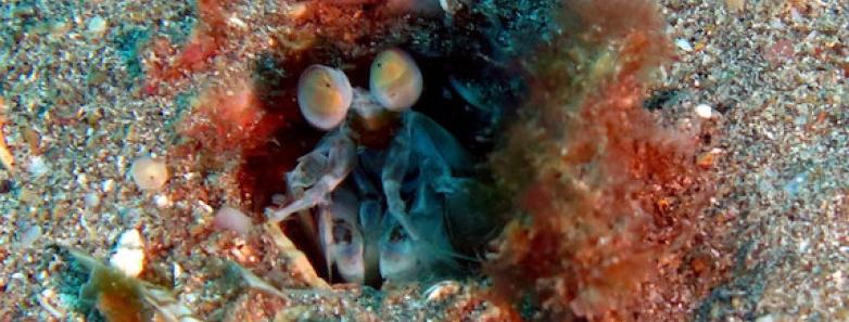 A crustacean burrowing in the sand