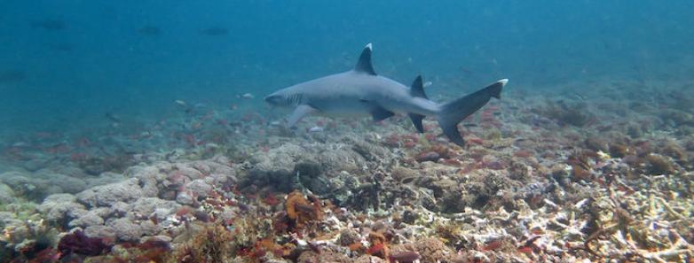 A white tipped shark swims near the corals