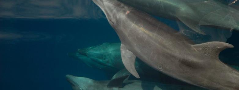 A school of dolphins swimming