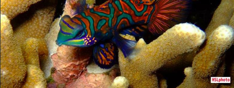 A colorful fish found in some coral