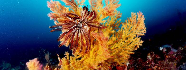 Bright colors found underwater in Alor