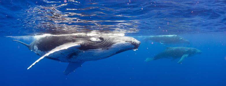 Humpback whales near the surface of the water