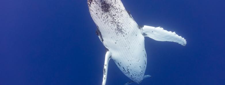 A humpback whale shows the camera its tummy