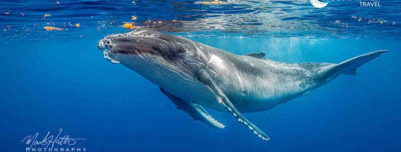 humpback whale at the surface of the ocean in moorea