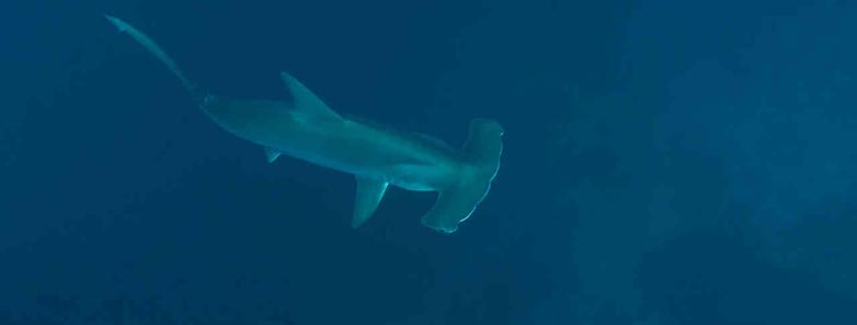 A lone hammerhead shark passes below