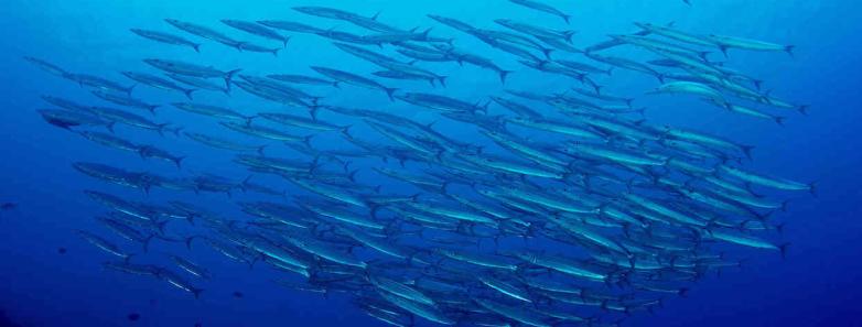 A school of fish swim past