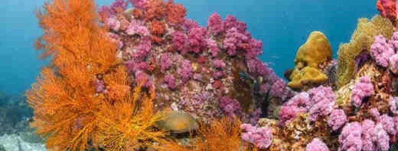 The breathtaking corals in Thailand