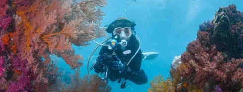 A diver swims between colorful corals