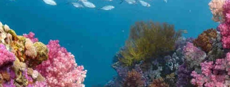 A school of fish swim over a coral reef