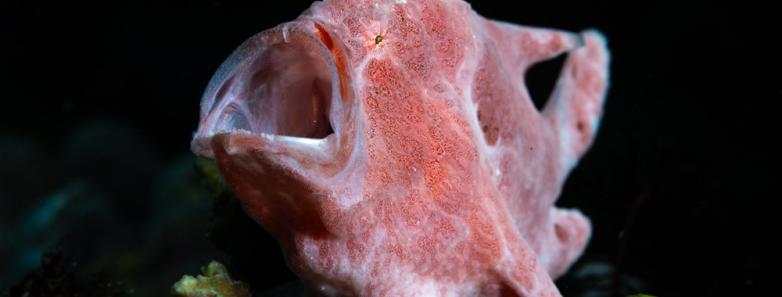 pink frogfish with gaping mouth