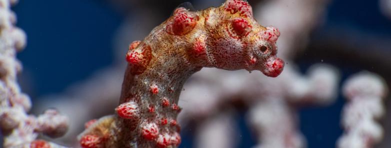 pygmy seahorse in bohol