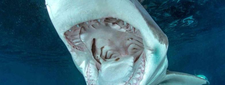 A shark bares its teeth