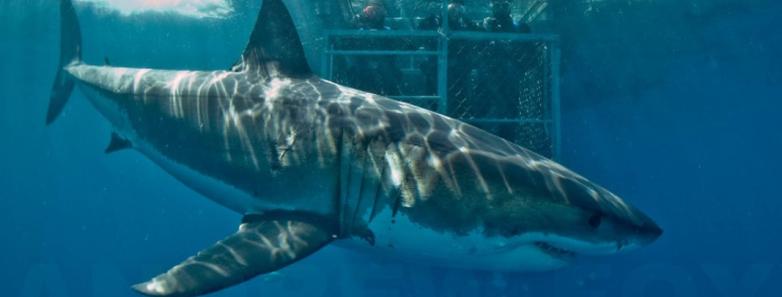 A large great white shark swims past divers in a cage