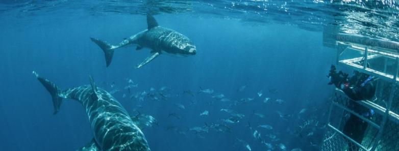 Two great whites circle the cage