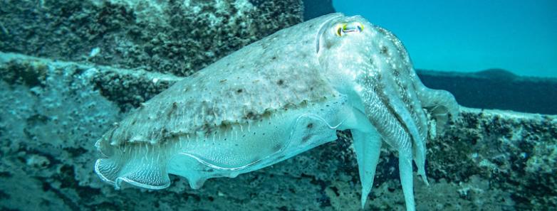 A cephalopod examines an underwater structure