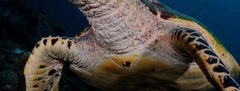 A sea turtle poses for the camera