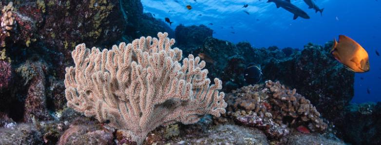 The beautiful coral reefs found in Socorro