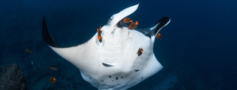 A manta ray shows its belly to the camera