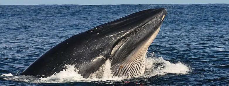 A whale breaches the surface of the water