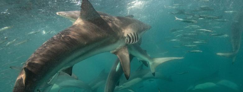 Sharks swarm during the sardine run