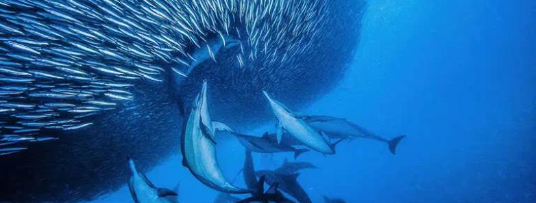 Dolphins hunting sardines