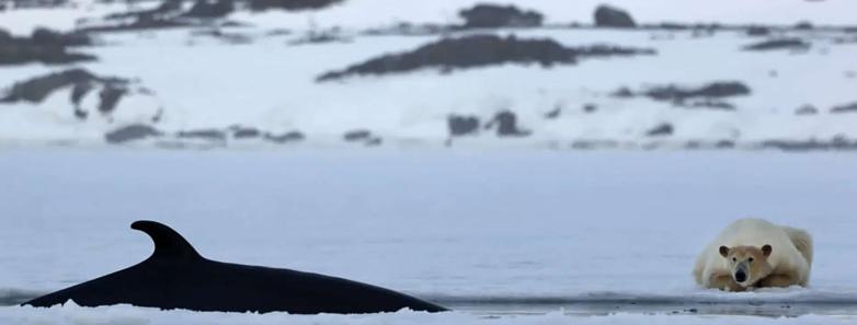 A polar bear rests on the ice while a killer whale swims past