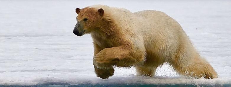 A polar bear pounces on its prey