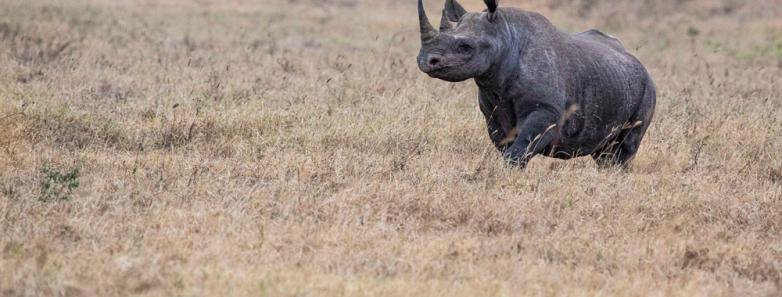 A lone rhino on the plain