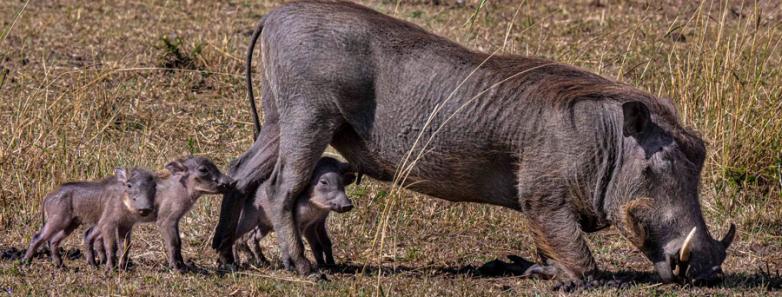 A warthog and its babies