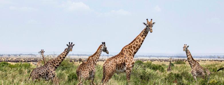 A heard of giraffes stand tall above the grass