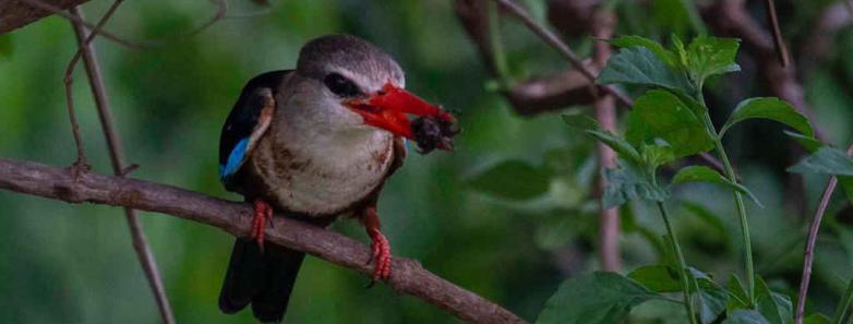 A bird perches on a branch