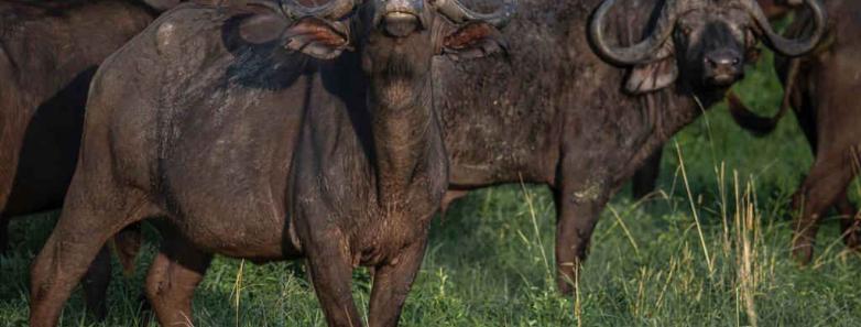 A heard of buffalo pose for the camera