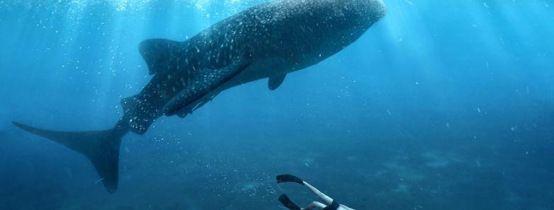 A whale shark swims near the surface while a snorkeler watches below