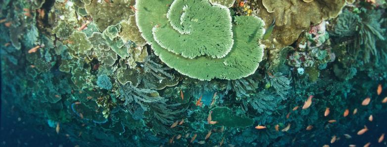 A stunning top view of a coral reef in Indonesia