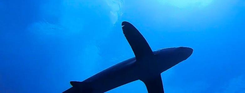 The silhouette of a shark