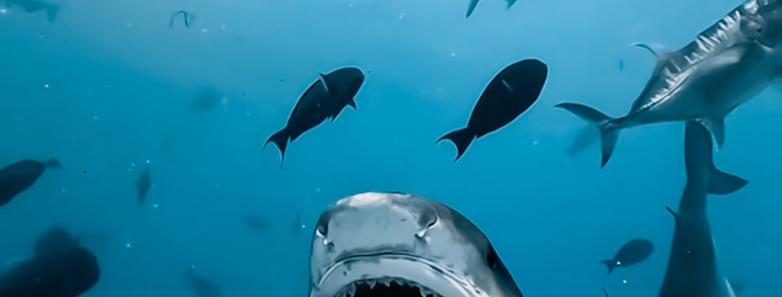 A shark feeding with a lot of fish in the background