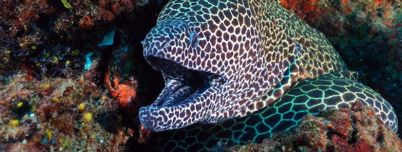 A spotted eel bears its teeth