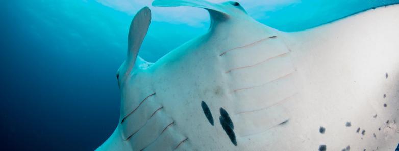 A manta ray passes overhead