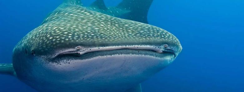 A whale shark swims toward the camera