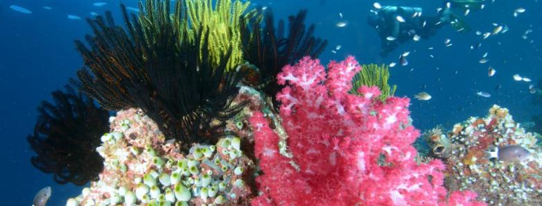 Colorful corals found underwater at Kalimantan