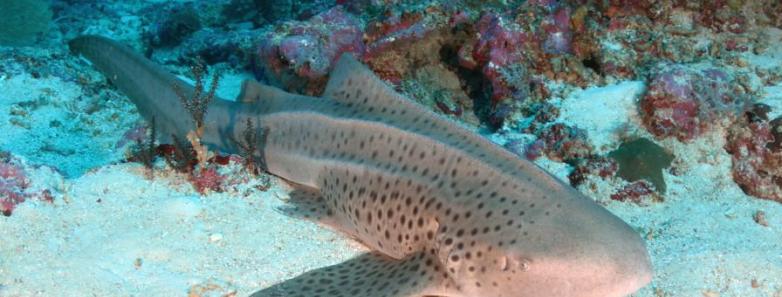 Shark laying on the ocean sand