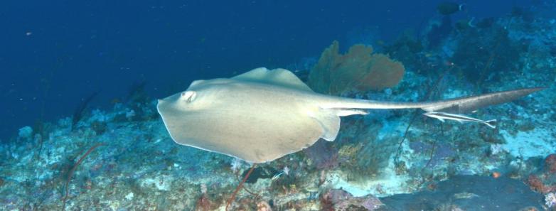 A ray swims close to the ocean floor