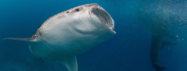 whale shark feeds at the ocean surface bohol