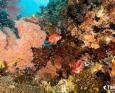 Schools of fish swarm around colorful corals in Raja Ampat