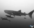 whale shark in socorro