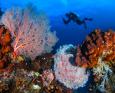 Colorful coral reefs in raja ampat with an underwater photograher in the background