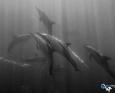 Dolphins swim toward the surface during the sardine run